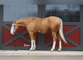 American Quarter Horse, Wallach, 4 Jahre, 150 cm, Palomino