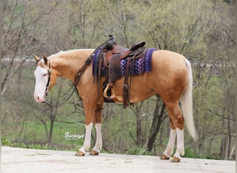 American Quarter Horse, Wallach, 4 Jahre, 150 cm, Palomino
