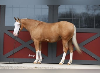 American Quarter Horse, Wallach, 4 Jahre, 150 cm, Palomino
