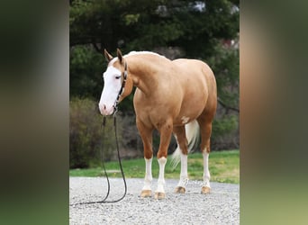 American Quarter Horse, Wallach, 4 Jahre, 150 cm, Palomino