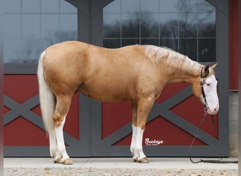 American Quarter Horse, Wallach, 4 Jahre, 150 cm, Palomino