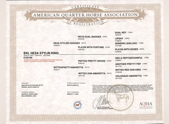 American Quarter Horse, Wallach, 4 Jahre, 150 cm, Palomino