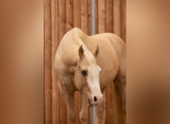 American Quarter Horse, Wallach, 4 Jahre, 150 cm, Palomino