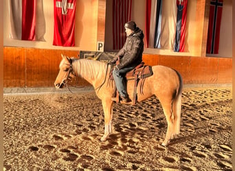 American Quarter Horse, Wallach, 4 Jahre, 150 cm, Palomino