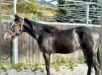 American Quarter Horse, Wallach, 4 Jahre, 150 cm, Rappe