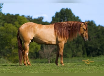 American Quarter Horse, Wallach, 4 Jahre, 150 cm, Red Dun