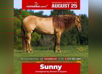 American Quarter Horse, Wallach, 4 Jahre, 150 cm, Red Dun