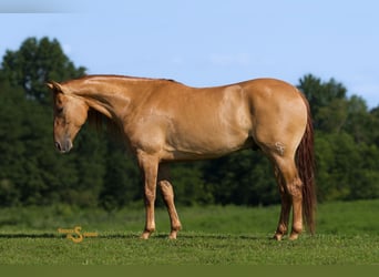 American Quarter Horse, Wallach, 4 Jahre, 150 cm, Red Dun