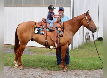 American Quarter Horse, Wallach, 4 Jahre, 150 cm, Red Dun
