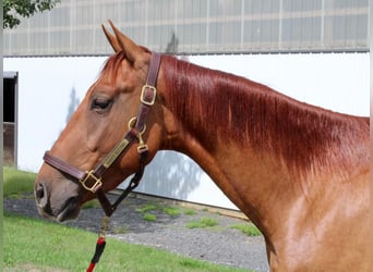 American Quarter Horse, Wallach, 4 Jahre, 150 cm, Red Dun