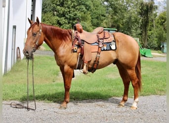 American Quarter Horse, Wallach, 4 Jahre, 150 cm, Red Dun