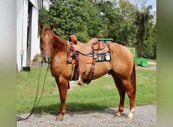 American Quarter Horse, Wallach, 4 Jahre, 150 cm, Red Dun
