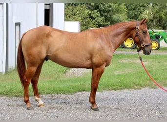 American Quarter Horse, Wallach, 4 Jahre, 150 cm, Red Dun