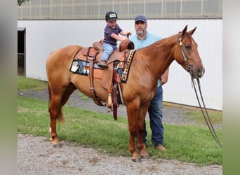 American Quarter Horse, Wallach, 4 Jahre, 150 cm, Red Dun