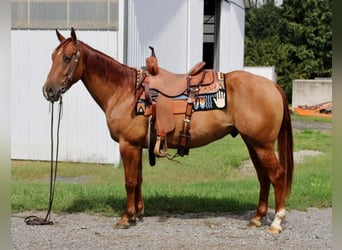 American Quarter Horse, Wallach, 4 Jahre, 150 cm, Red Dun