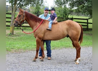 American Quarter Horse, Wallach, 4 Jahre, 150 cm, Red Dun