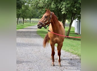 American Quarter Horse, Wallach, 4 Jahre, 150 cm, Red Dun