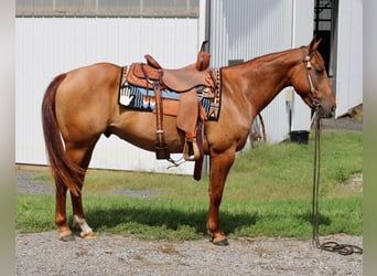 American Quarter Horse, Wallach, 4 Jahre, 150 cm, Red Dun