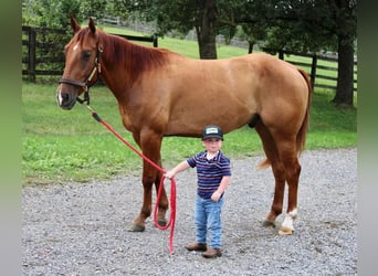 American Quarter Horse, Wallach, 4 Jahre, 150 cm, Red Dun