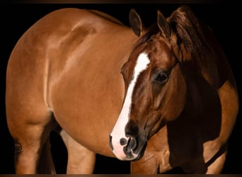 American Quarter Horse, Wallach, 4 Jahre, 150 cm, Red Dun