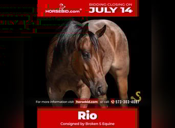 American Quarter Horse, Wallach, 4 Jahre, 150 cm, Roan-Bay