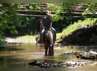 American Quarter Horse, Wallach, 4 Jahre, 150 cm, Roan-Bay