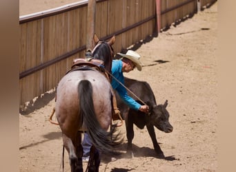 American Quarter Horse, Wallach, 4 Jahre, 150 cm, Roan-Bay