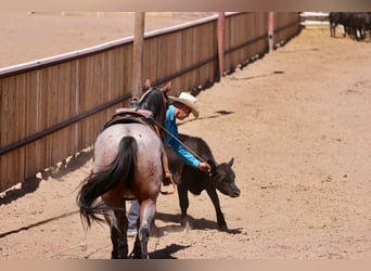 American Quarter Horse, Wallach, 4 Jahre, 150 cm, Roan-Bay