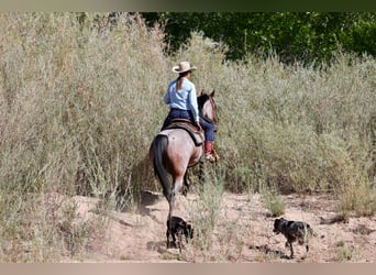 American Quarter Horse, Wallach, 4 Jahre, 150 cm, Roan-Bay