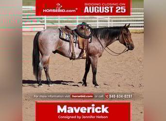 American Quarter Horse, Wallach, 4 Jahre, 150 cm, Roan-Bay
