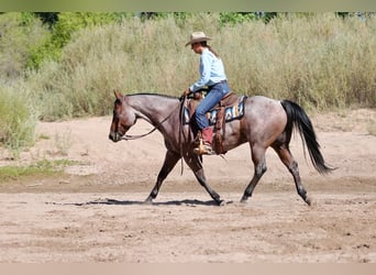American Quarter Horse, Wallach, 4 Jahre, 150 cm, Roan-Bay