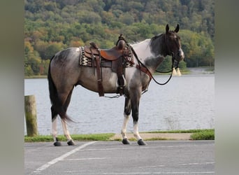 American Quarter Horse Mix, Wallach, 4 Jahre, 150 cm, Roan-Bay