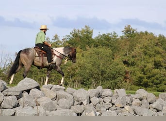 American Quarter Horse Mix, Wallach, 4 Jahre, 150 cm, Roan-Bay