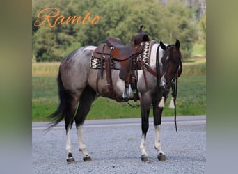 American Quarter Horse Mix, Wallach, 4 Jahre, 150 cm, Roan-Bay