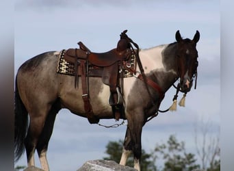 American Quarter Horse Mix, Wallach, 4 Jahre, 150 cm, Roan-Bay