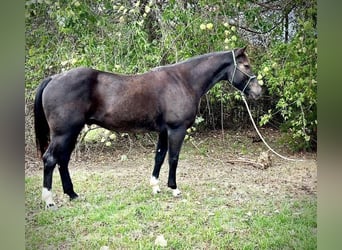 American Quarter Horse, Wallach, 4 Jahre, 150 cm, Roan-Blue