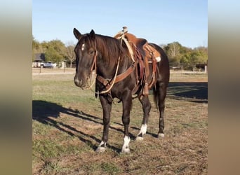 American Quarter Horse, Wallach, 4 Jahre, 150 cm, Roan-Blue