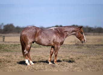 American Quarter Horse, Wallach, 4 Jahre, 150 cm, Roan-Red