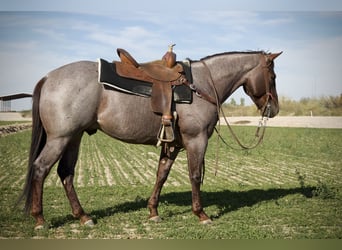 American Quarter Horse, Wallach, 4 Jahre, 150 cm, Roan-Red