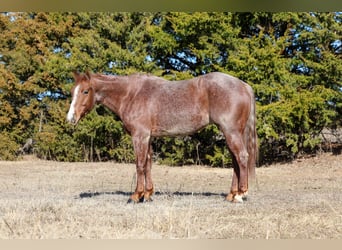 American Quarter Horse, Wallach, 4 Jahre, 150 cm, Roan-Red