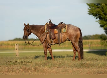 American Quarter Horse, Wallach, 4 Jahre, 150 cm, Roan-Red