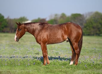 American Quarter Horse, Wallach, 4 Jahre, 150 cm, Roan-Red