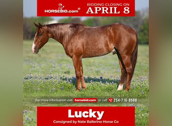 American Quarter Horse, Wallach, 4 Jahre, 150 cm, Roan-Red