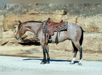 American Quarter Horse, Wallach, 4 Jahre, 150 cm, Roan-Red
