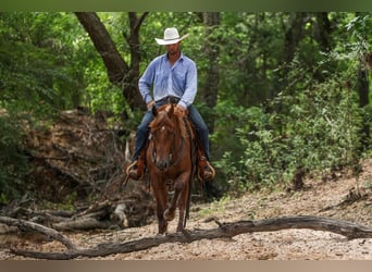 American Quarter Horse, Wallach, 4 Jahre, 150 cm, Roan-Red