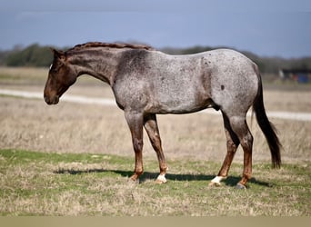 American Quarter Horse, Wallach, 4 Jahre, 150 cm, Roan-Red