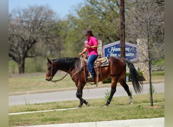 American Quarter Horse, Wallach, 4 Jahre, 150 cm, Rotbrauner