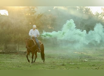 American Quarter Horse, Wallach, 4 Jahre, 150 cm, Rotbrauner