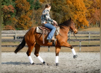 American Quarter Horse, Wallach, 4 Jahre, 150 cm, Rotbrauner
