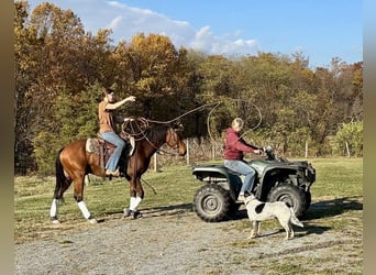 American Quarter Horse, Wallach, 4 Jahre, 150 cm, Rotbrauner